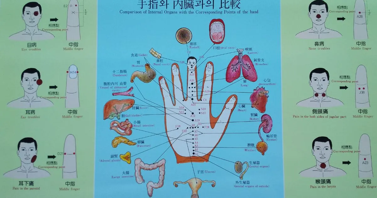 高麗手指鍼の相応点と内臓の対応を示した模式図