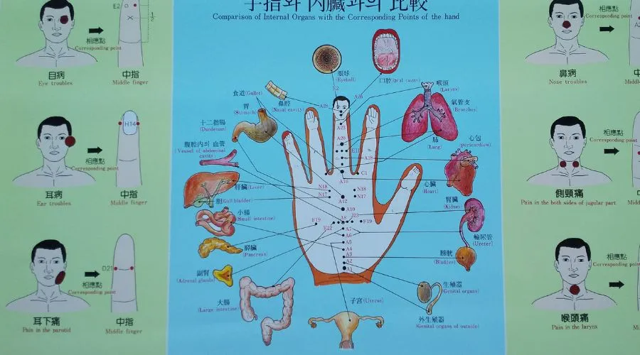 高麗手指鍼の相応点と内臓の対応を示した模式図
