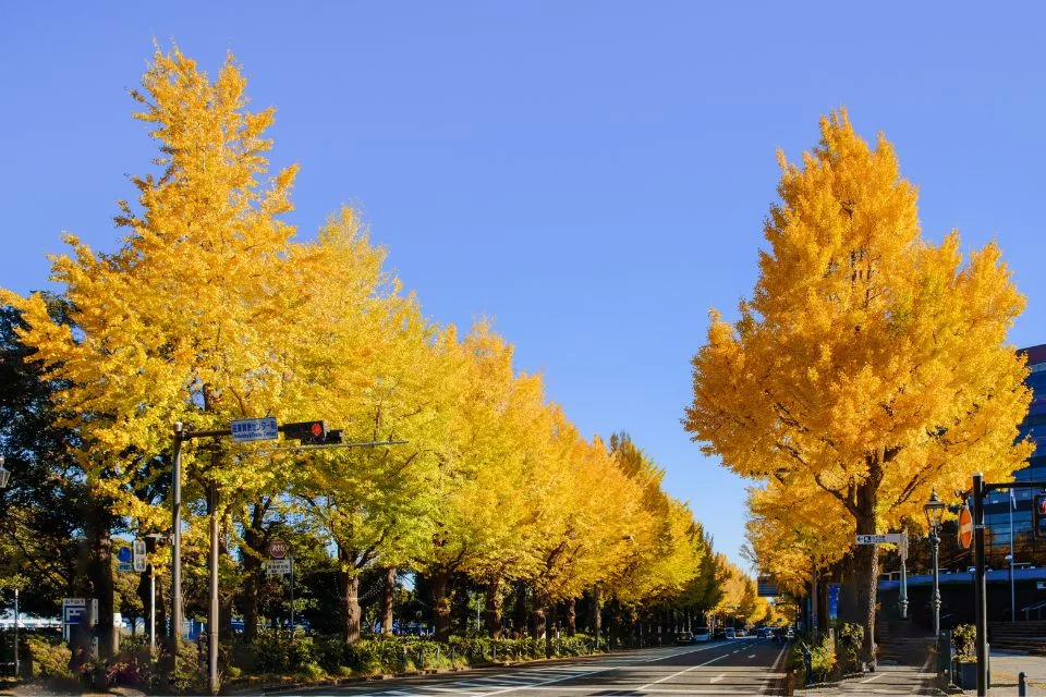 秋の陽光に輝くイチョウ並木と青空が広がる横浜の街路